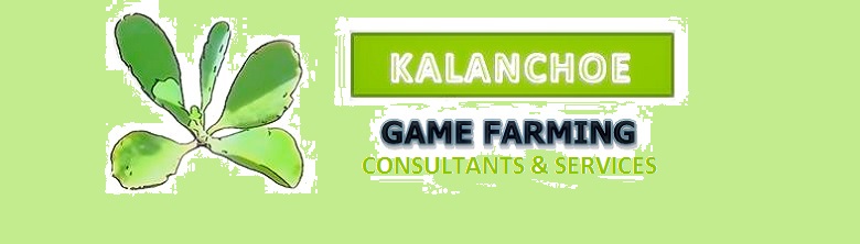 kal_STRETCH_-_Copy_1